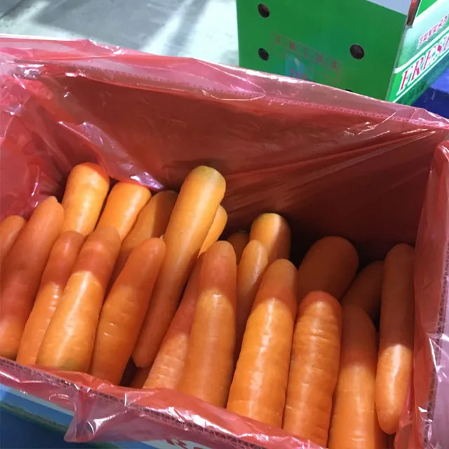 New Season Fresh Carrot Supplying All the Year Round