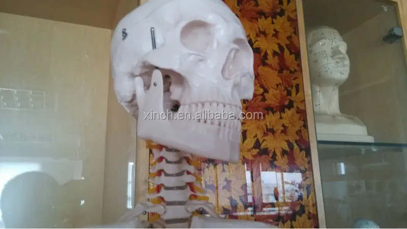 Пластиковый человеческий скелет 170 см и 66 дюймов