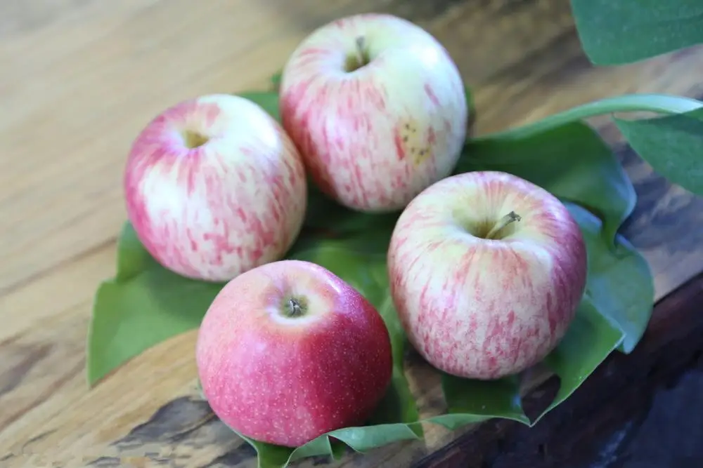 Hot Selling China Organic Fruits Fresh apples qinguan apple