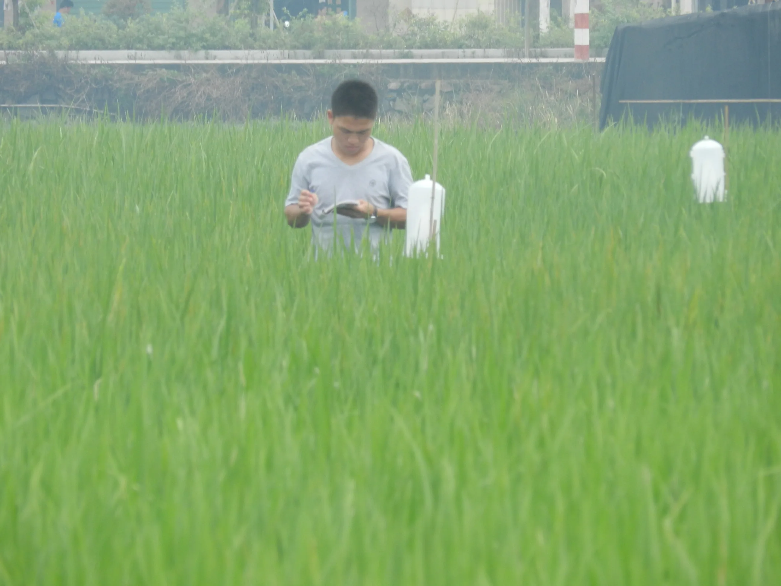 High efficient Cnaphalocrocis medinalis pheromone lure to attract rice leaf roller for rice plant protect