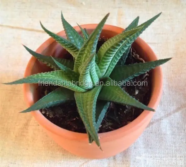 Haworthia