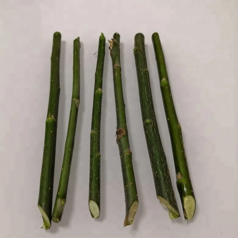 Быстрорастущая резка ивы для посадки