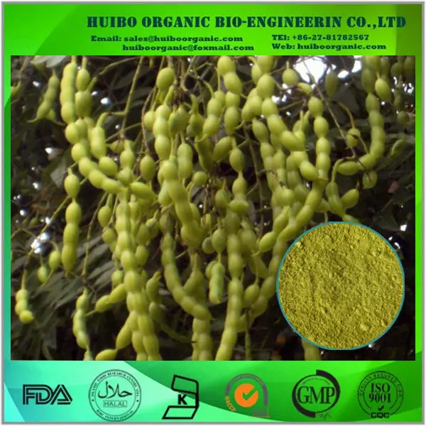 
Dried Sophora fruit / scholar tree fruit / Sophora japonica 