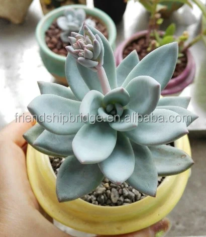 Розовые суккуленты xPachyveria, пуховые суккуленты, бонсай, большое количество для продажи