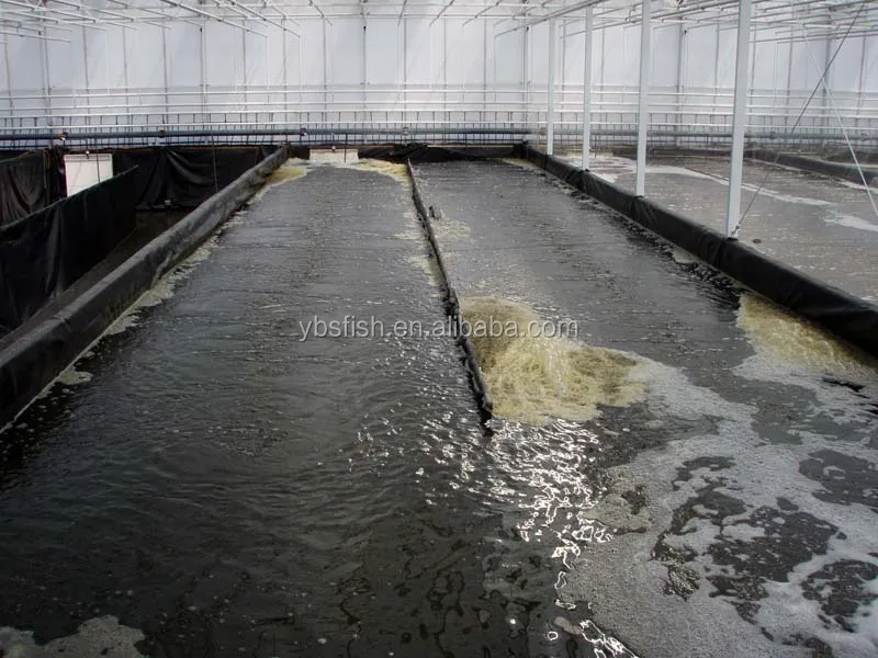 Recirculation Aquaculture Systems for shrimp increase productivity and profitability