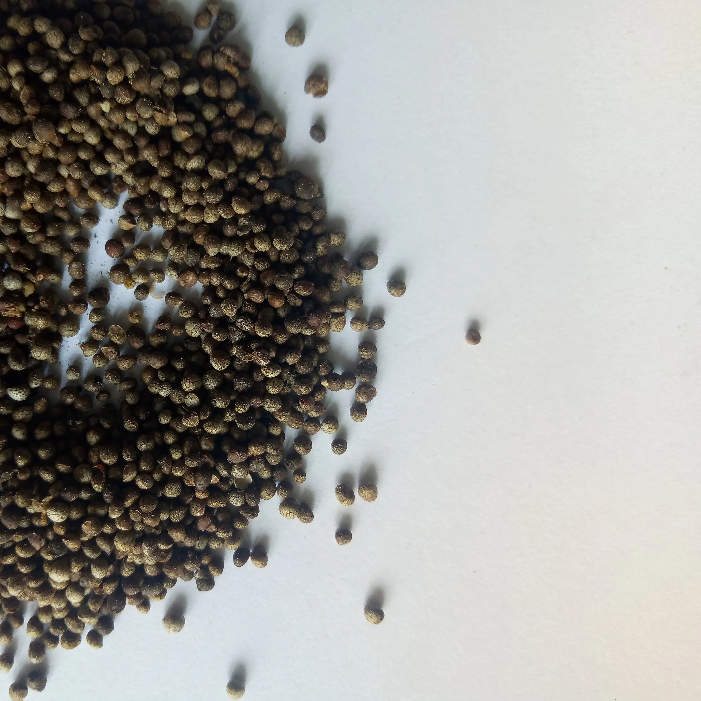 Pure New havested Deulkkae Perilla frutescens seeds for planting