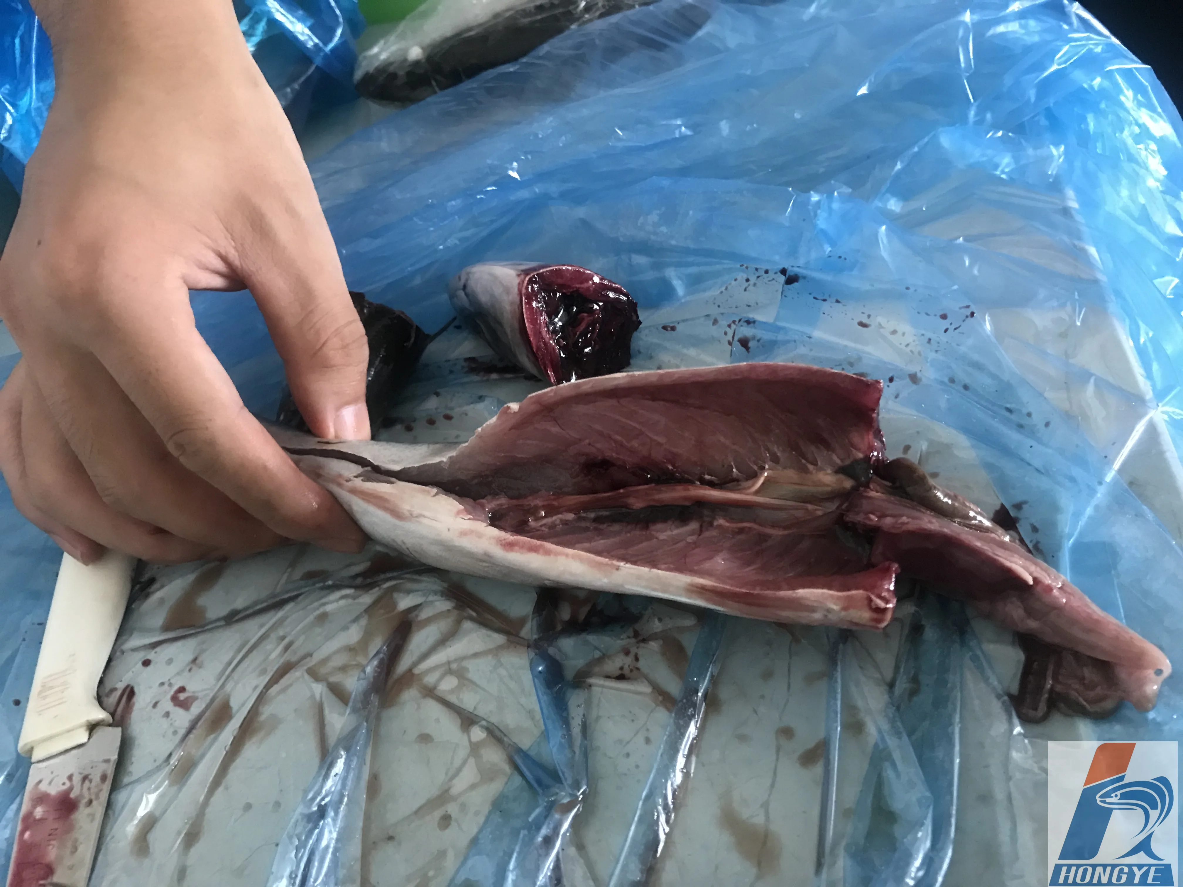 Frozen Pacific Mackerel fish whole round seafrozen BQF 150-200g for market