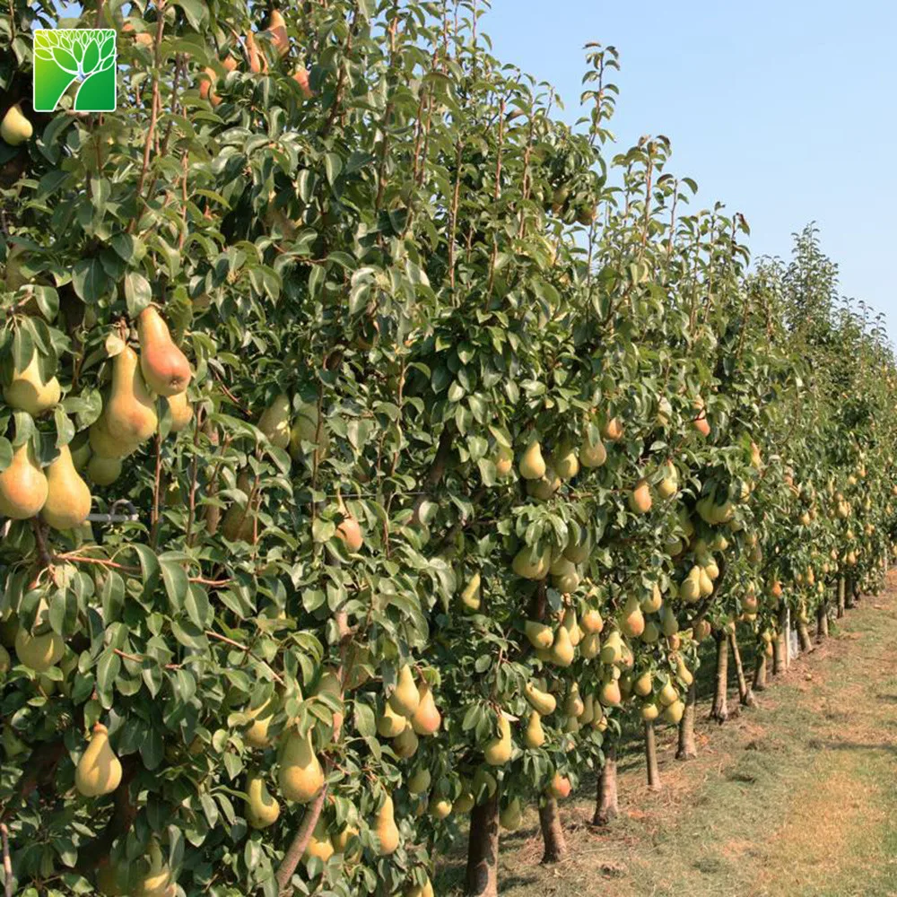 
Full sun white bloom color live fruit seedling plant BOSC pear 