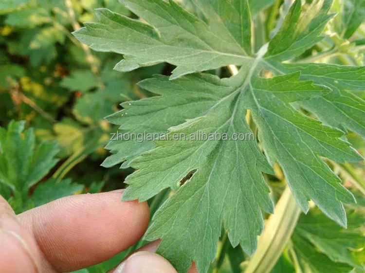 Натуральный Порошок для ног из полыни для ухода за здоровьем