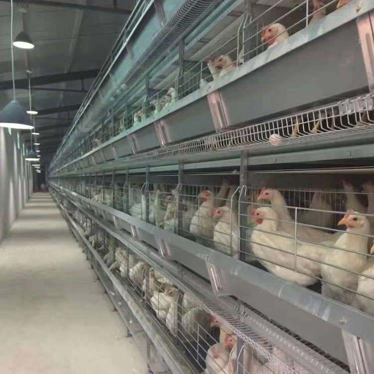 
Дешевая многослойная автоматическая система для птицеводства для цыплят 