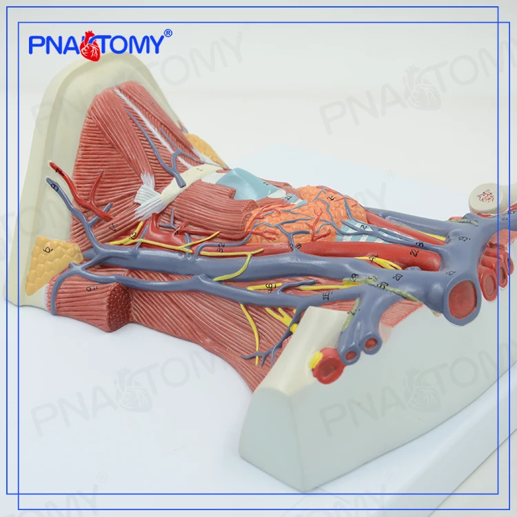  PNT-0337 Анатомия шеи модели в натуральную