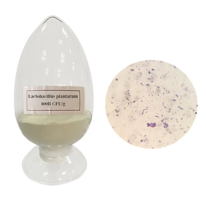 Factory supplier probiotics & prebiotics bulk lactobacillus plantarum probiotics powder