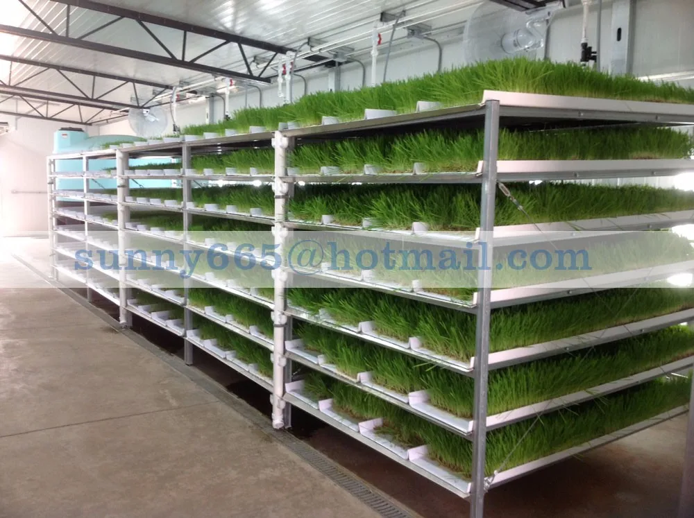 Supply High Germination Natural Barley Seeds With Low Price for Barley and Oat seed grwoing sprout