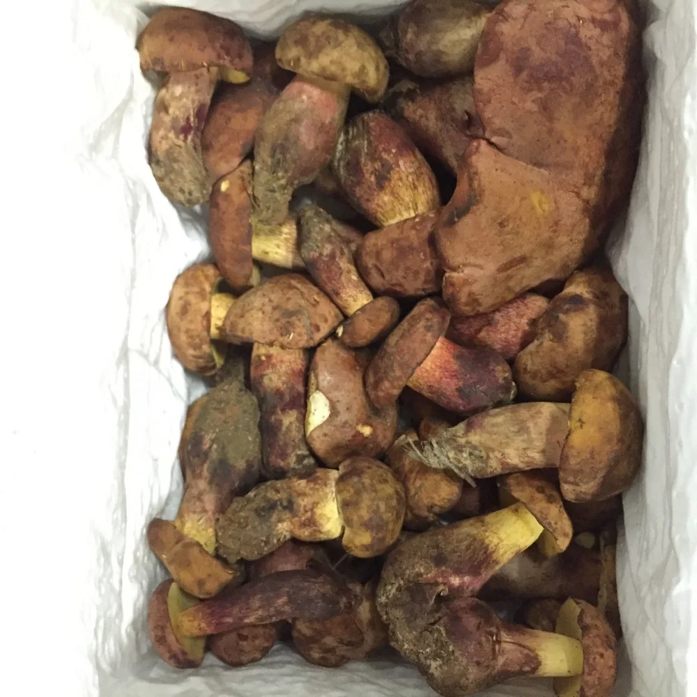 
Detan Wild Boletus Market Prices for Mushroom 