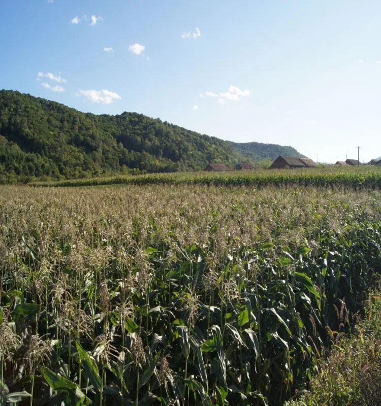 Healthy Vacuum Packed Sweet Corn Food Distributor