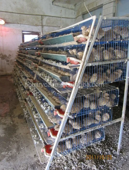BAIYI Quail Cage For Sale ( A Type & H Type )