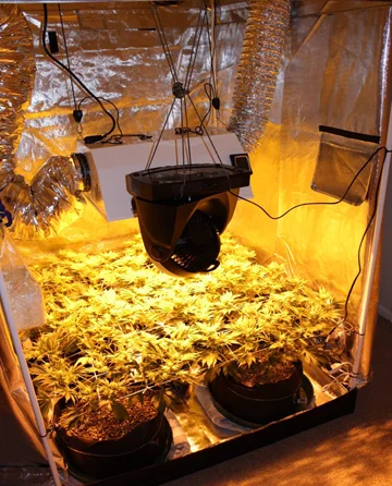 Customized Poly Garden Greenhouse Dark Room Hydroponic Complete Grow Tent Grow Light Kits 150*150*200cm * Indoor Plant Growth