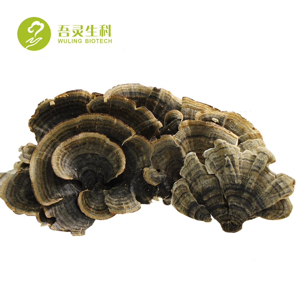 High Quality Recipe Turkey Tail Fungus Turkey Tail Mushroom Extract