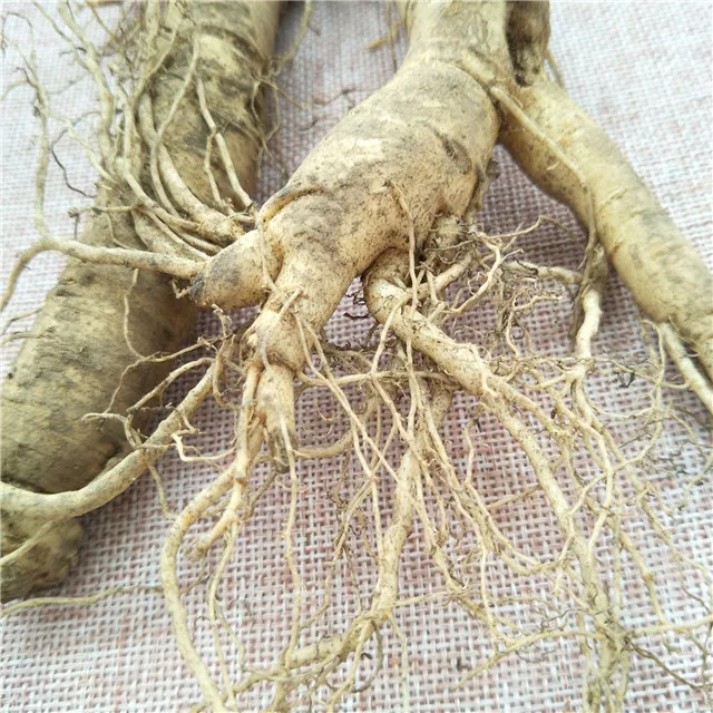 
Ren shen Chinese Natural crude ginseng Tonic Fresh Ginseng Root for sale 