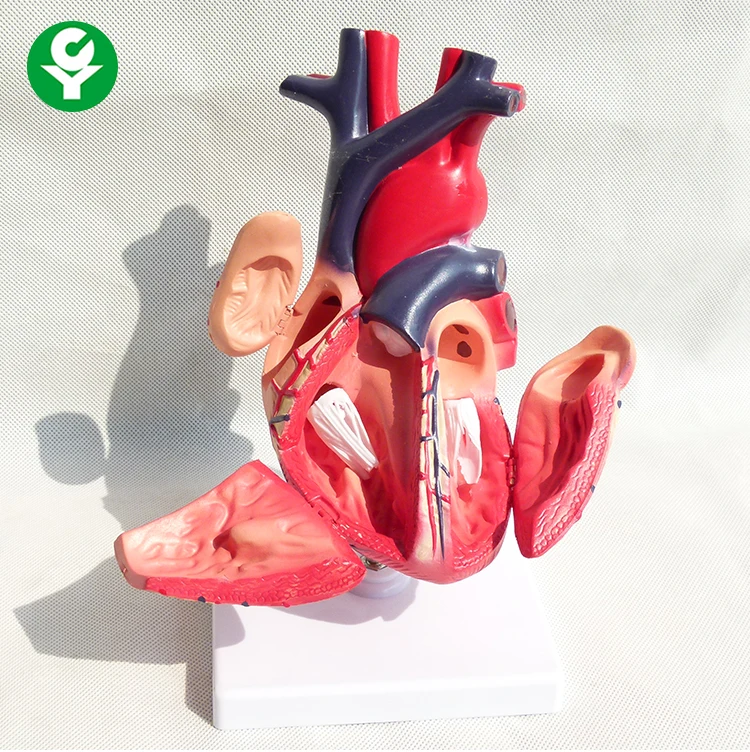 Medical Anatomical Teaching Heart Model  Visceral model