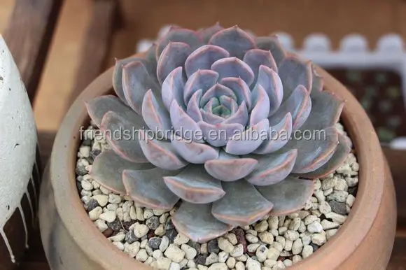 Echeveria Lidia (echeveria fiona) succulent bonsai