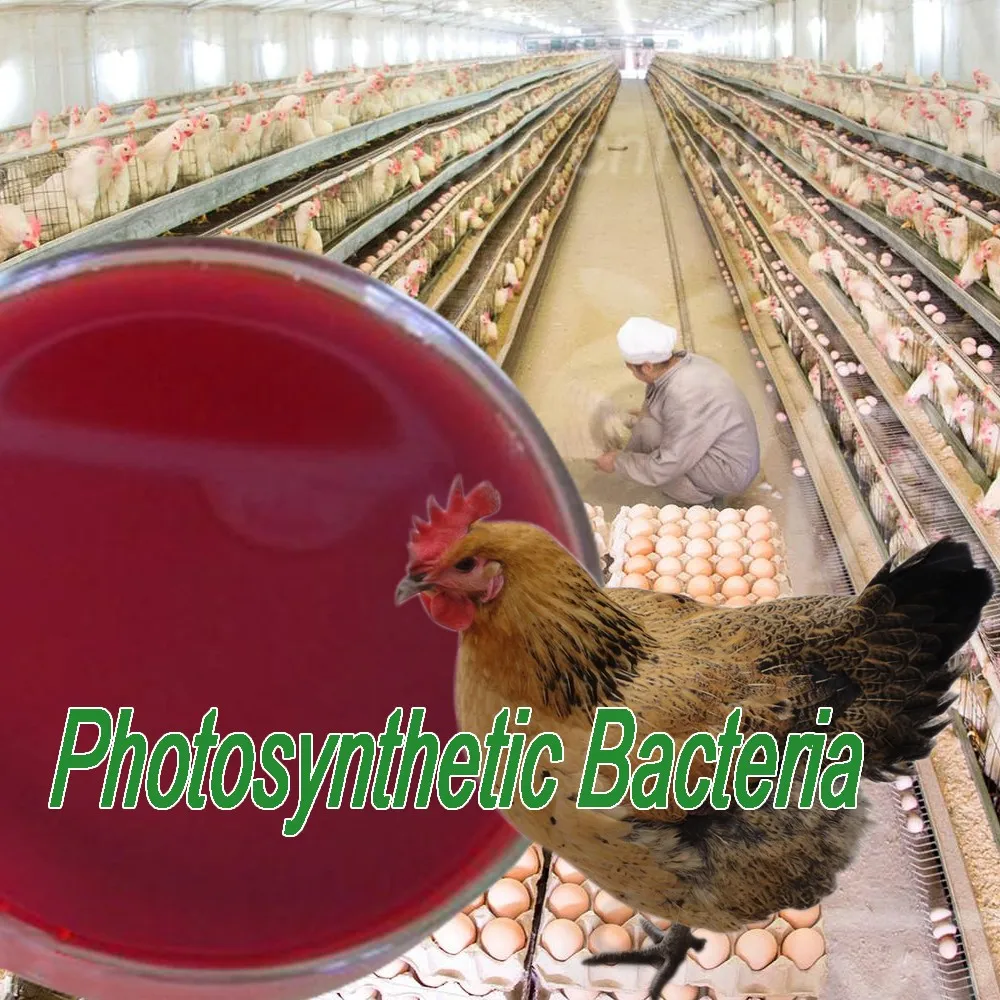 Живые бактерии родопсевдомоны палюстри 3 миллиарда для аквакультуры