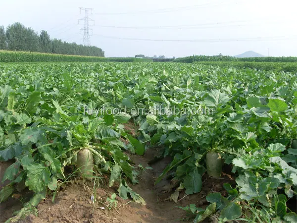 Китайский Вкусный сладкий свежий редис/зеленый редис