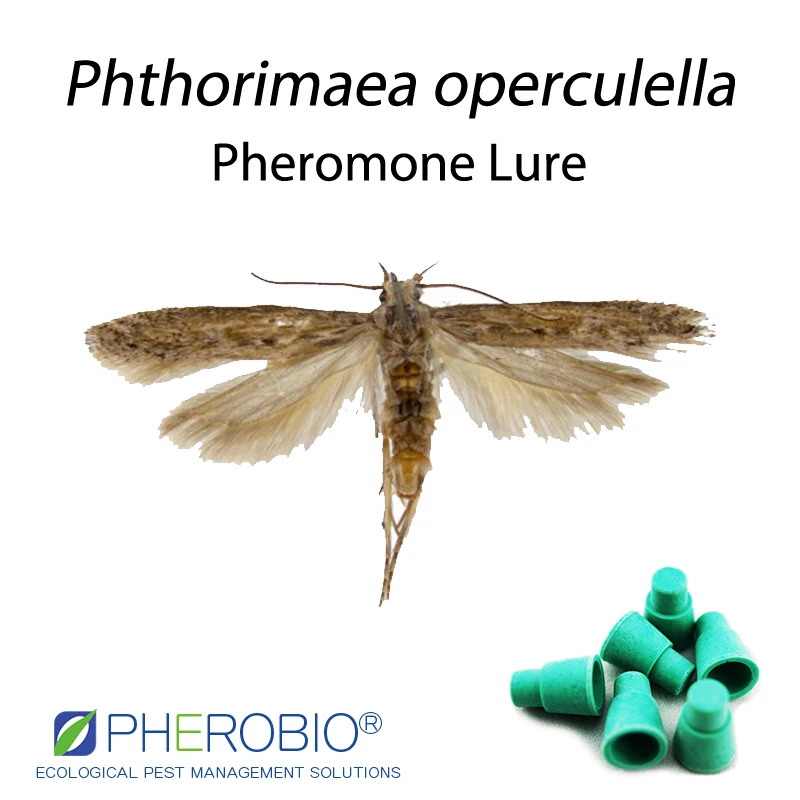 
Tobacco Splitworm Phthorimaea operculella pheromone lure pheromone trap 
