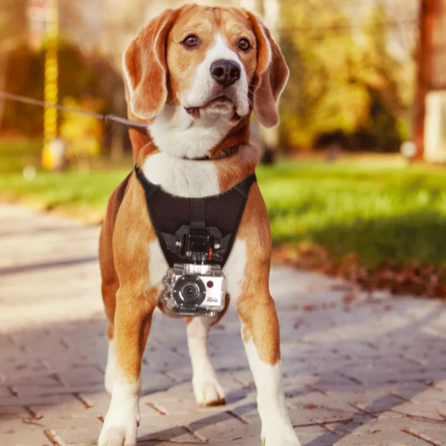 
Genuine Fetch Dog Pet Harness Chest Back Mount Strap Acc For action Camera 