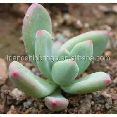 Pachyphytum Dr Cornelius bonsai