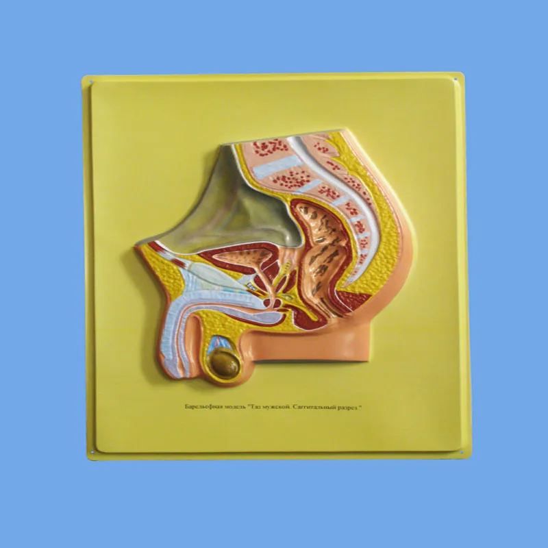 
High Quality Biology Education Equipment Bas-relief model of Male Pelvis 