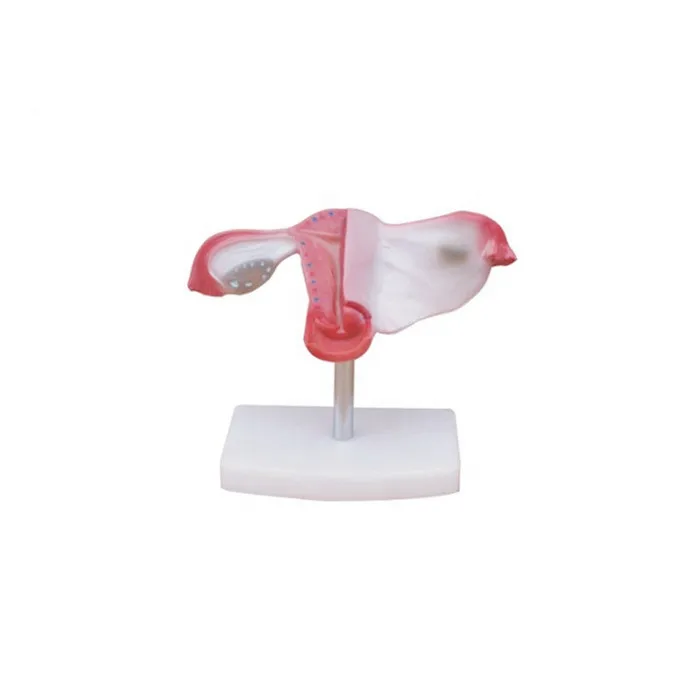 Модель искусственной вагины на продажу