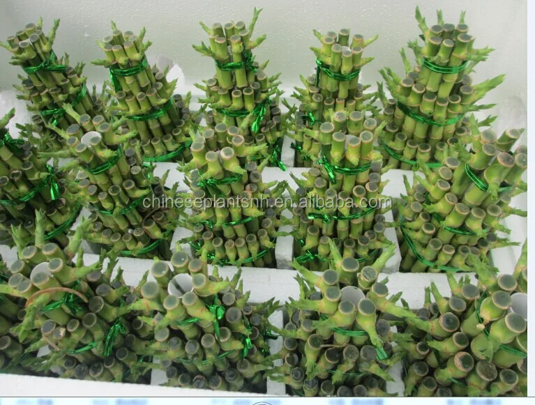 
Tower Lucky Bamboo Dracaena Sanderiana 