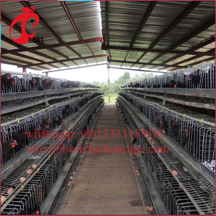 Professional farming house feed system 4tier chicken cage coop for wholesales