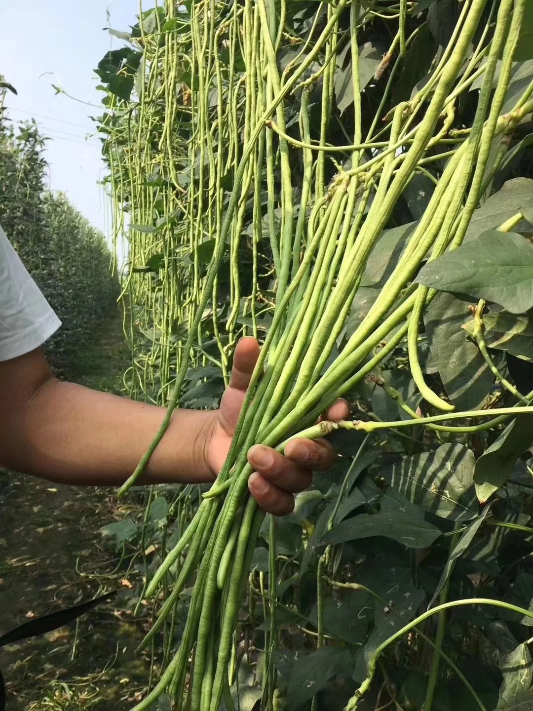 
Soybean - based organic fertilizer beneficial bacteria agent 