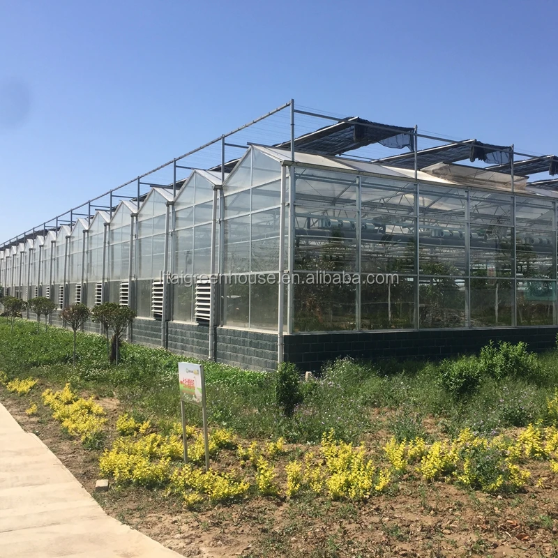 Multi span glass greenhouse