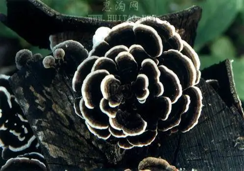 Лучшее Качество Coriolus Лишай Экстракт Полисахариды 10%