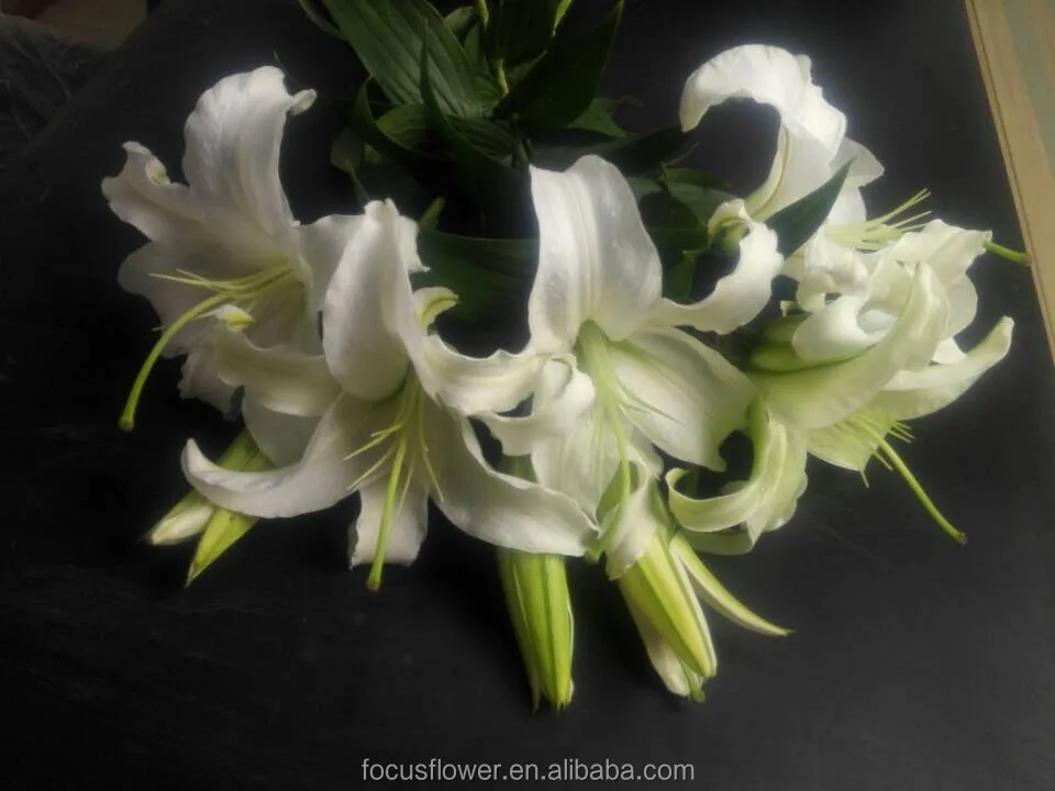World Class Oriental Siberia Lilies For Sale Yunnan China