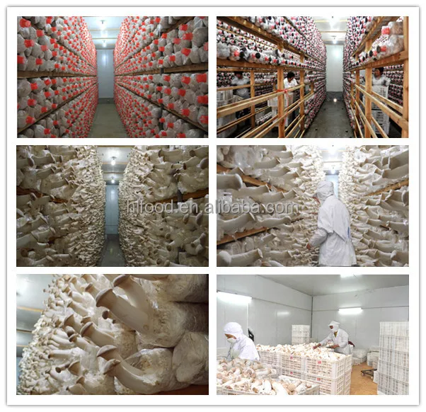 
2019 Hot sale fresh king oyster mushroom 