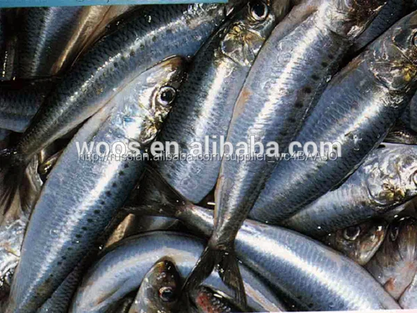 Замороженные Sardinops spp свежий тихий сардины для продажи