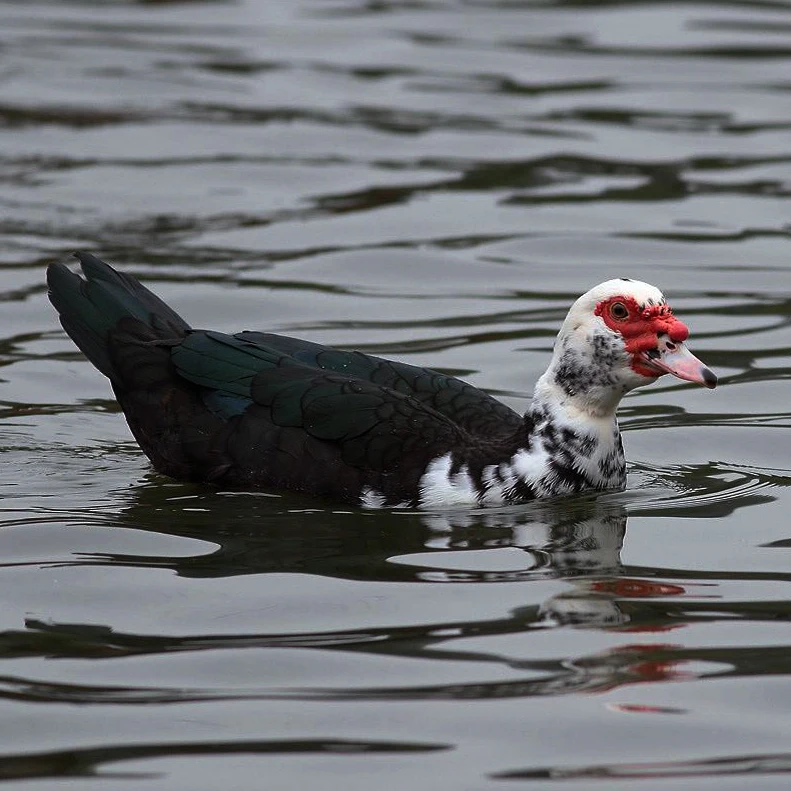 
 Потертый серый утиный пух 95% Золотой липкий  
