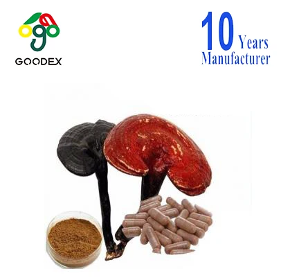 duanwood reishi mushroom extract powder reishi mushroom ganoderma lucidum wholesale reishi mushroom