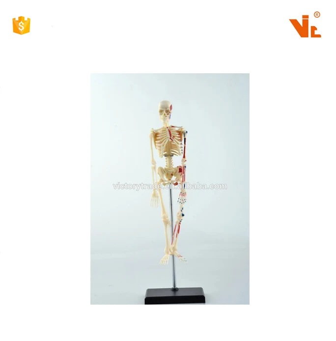 V-HM01 4D MASTER Artificial Human body bone skeleton structure anatomy model
