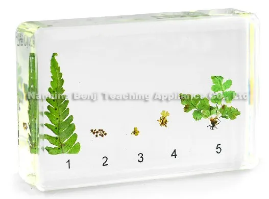 Biological Plant Specimen Wholesale Life Cycle of Fern