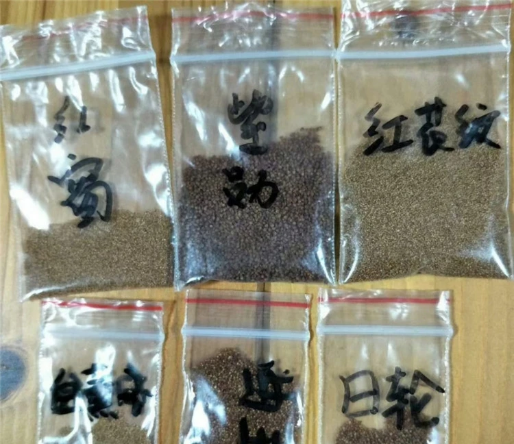 Indoor plant perennial nature product Succulent plants Lithops seeds