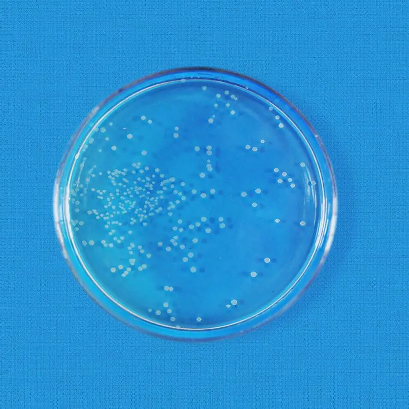 Cheap original bacteria Lactobacillus Plantarum factory