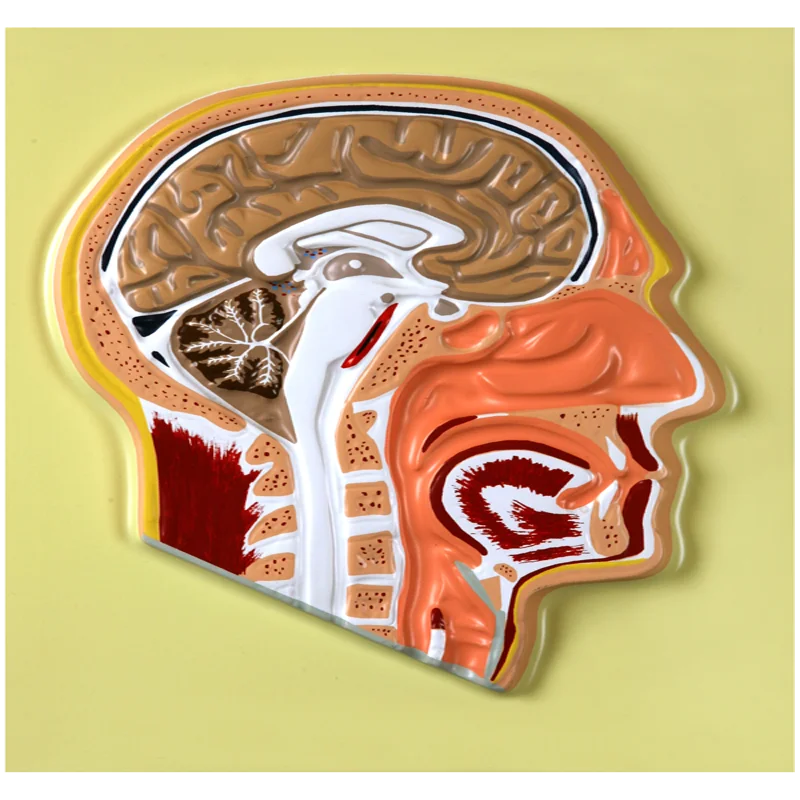 
Biology Teaching Aids Anatomical Bas Relief Model of Human Head 