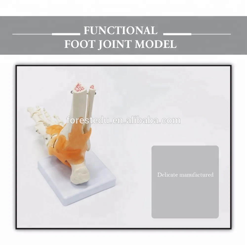 Foot and Ankle Joint Anatomical Skeleton Model