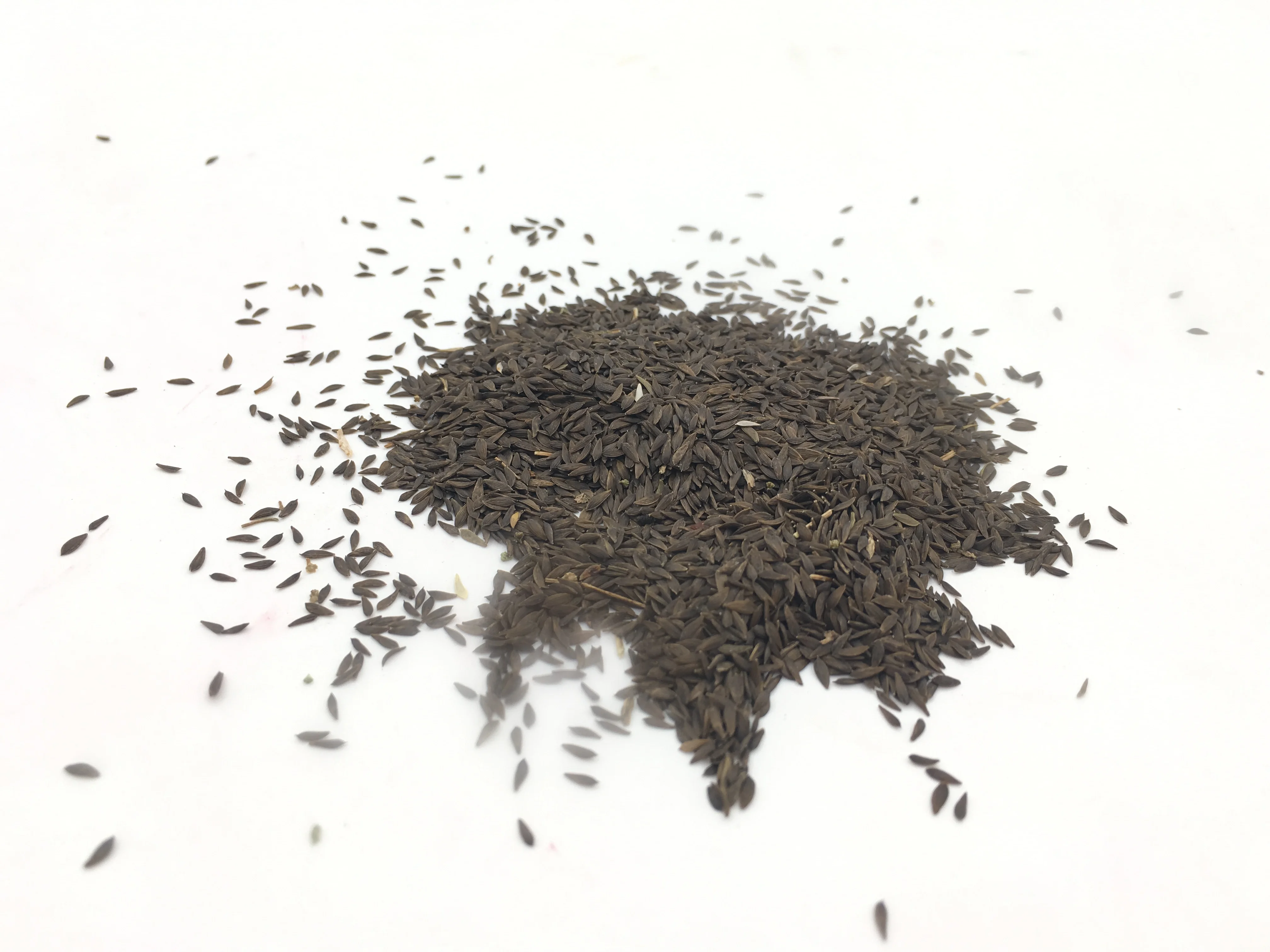 
Suntoday Hydroponics vegetable salad green romaine lettuce seeds 1kg/bag 