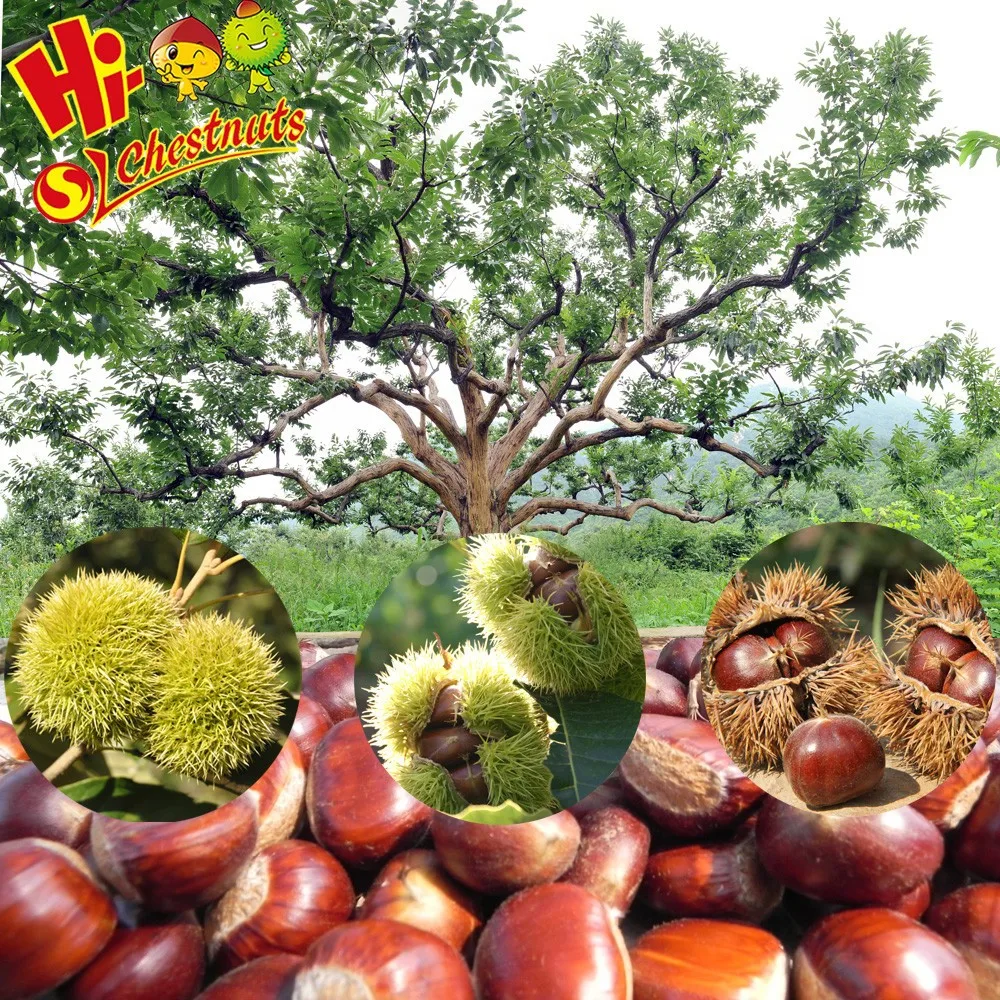 Raw fresh bulk chestnuts for sale